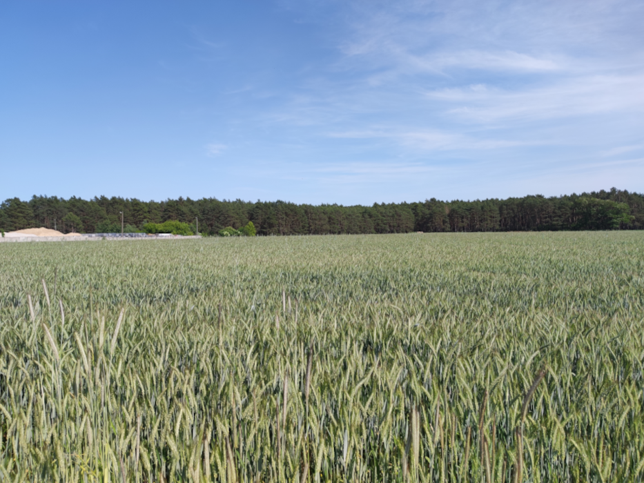 Investment Land 6,3 ha in Chrośnica 2