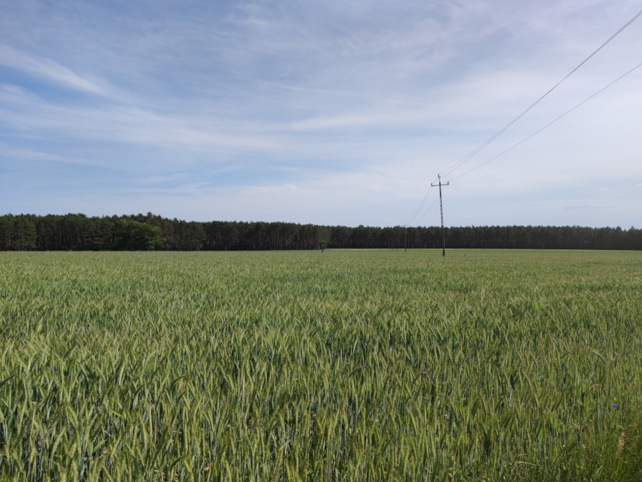 Investment Land 6,3 ha in Chrośnica 3